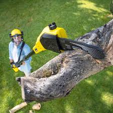 Best Stump Grinding and Removal  in Hebron, IN