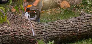 Best Tree Preservation Services  in Hebron, IN