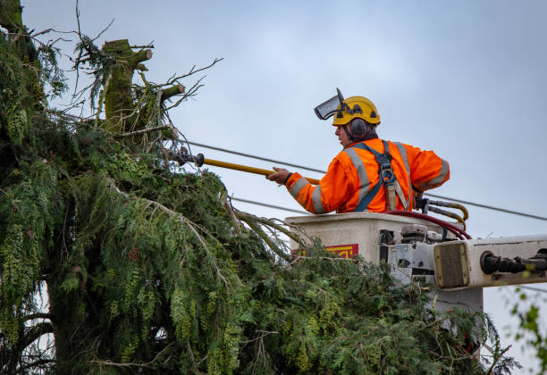 Best Commercial Tree Services  in Hebron, IN