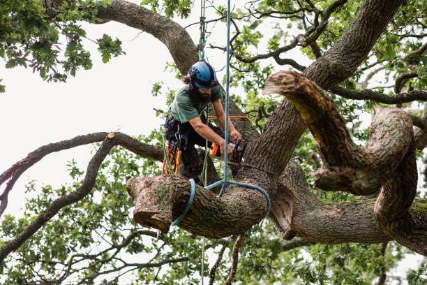 Best Storm Damage Tree Cleanup  in Hebron, IN