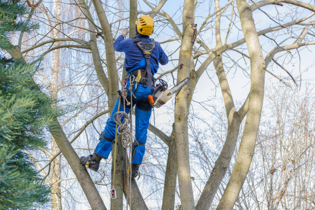 Best Seasonal Cleanup  in Hebron, IN