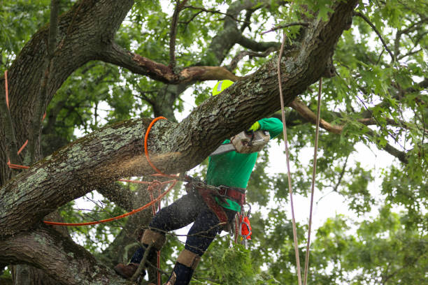 Best Hedge Trimming  in Hebron, IN