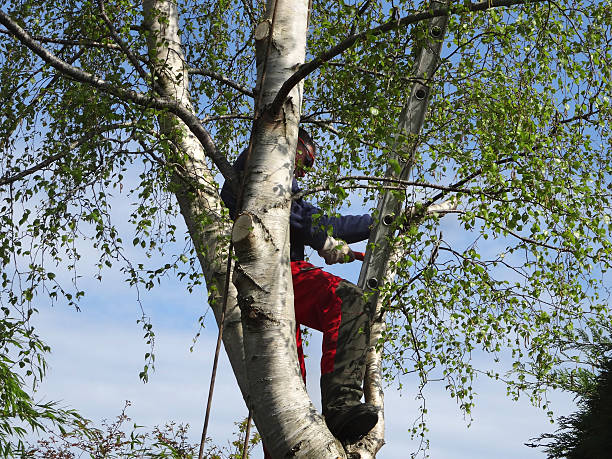 Best Emergency Tree Removal  in Hebron, IN