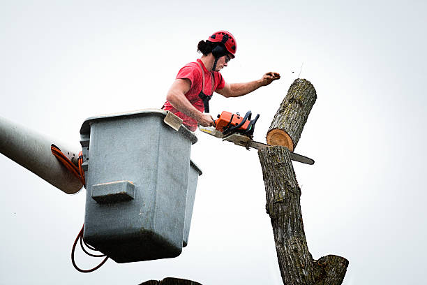 How Our Tree Care Process Works  in  Hebron, IN